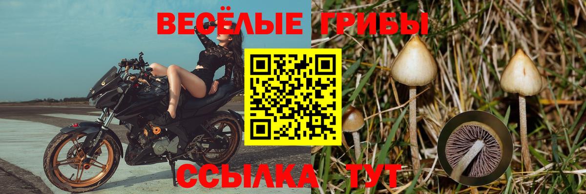 Галлюциногенные грибы Cubensis Кинель